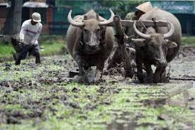 Anz Blog S Teknologi Tradisional