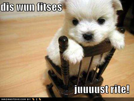 cute+puppy+pictures+4.jpg