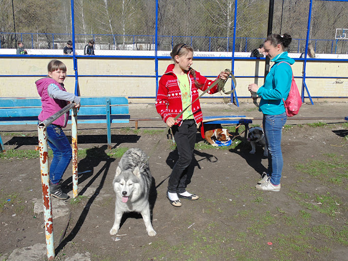 Бульдог с футбольным мячом