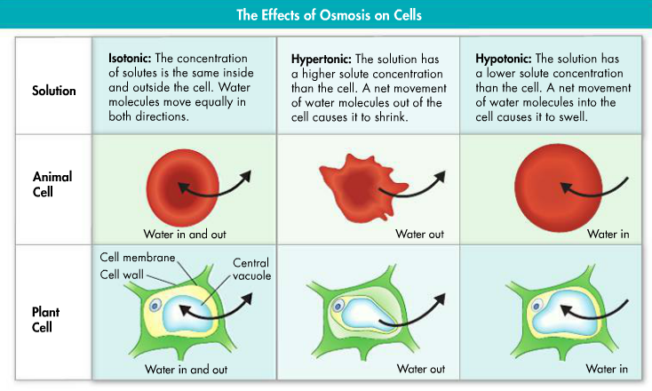 l. Osmosis! Red Onion! - MrsJPeriod8