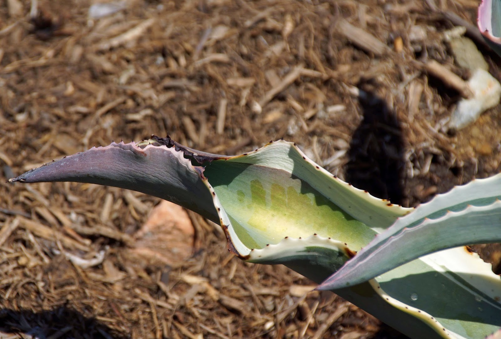 Reading Agave Leaves