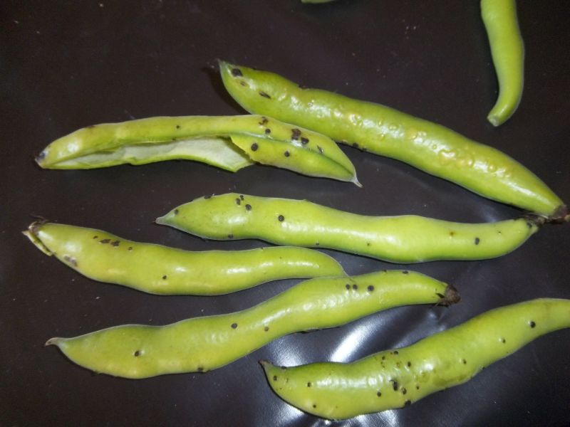 Eco Footprint South Africa Broad (fava) beans 2012