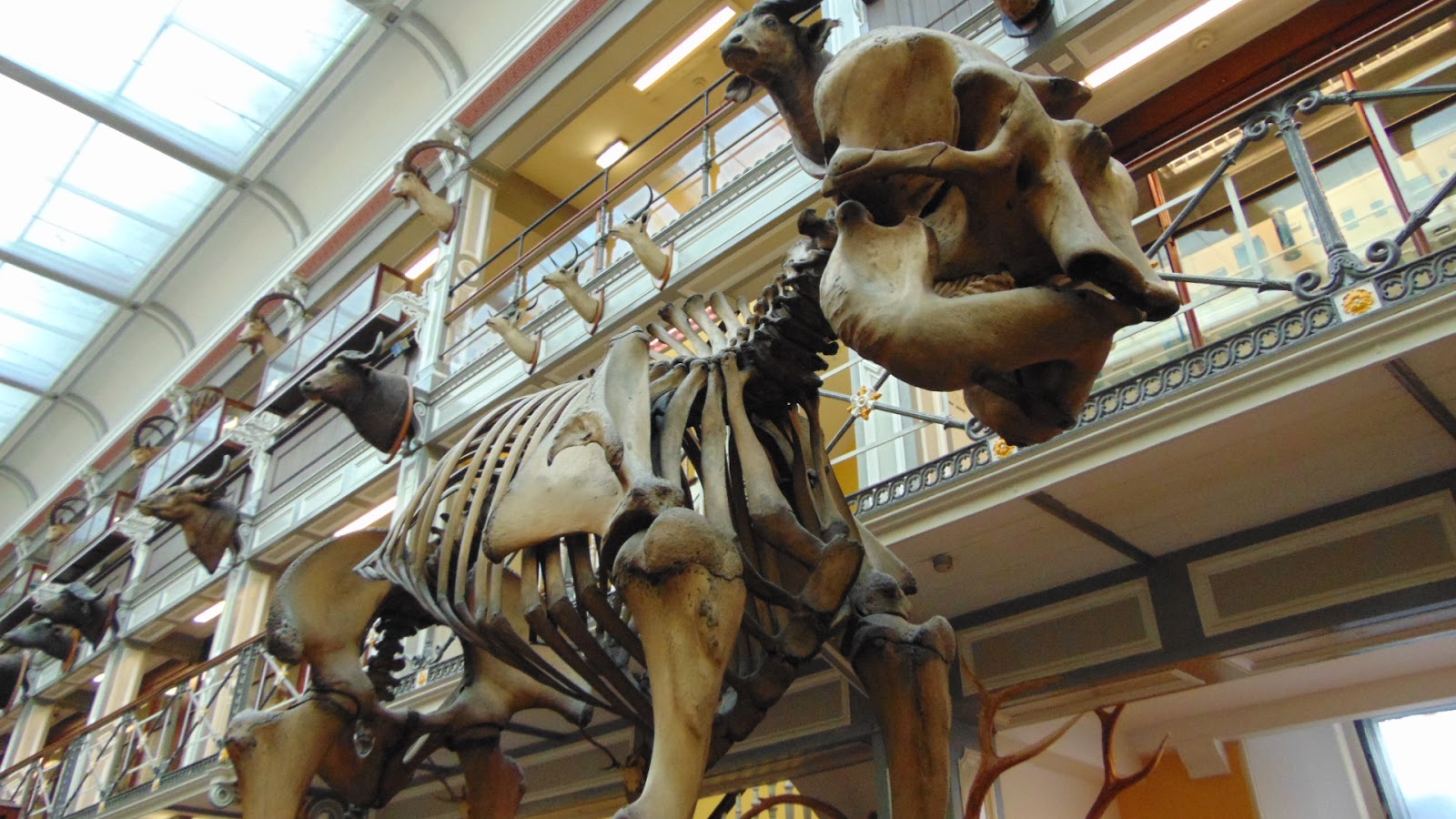 The Smarties Science Club Natural History Museum, Dublin, Ireland