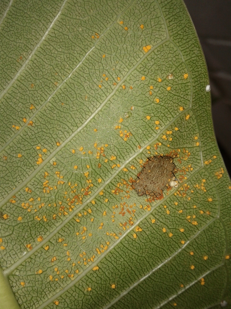 Growing Paradise Frangipani blues frangipani rust disease