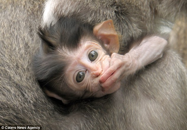 The Animal Zone Ouch Newborn Monkey Gives A Painful Looking Tug