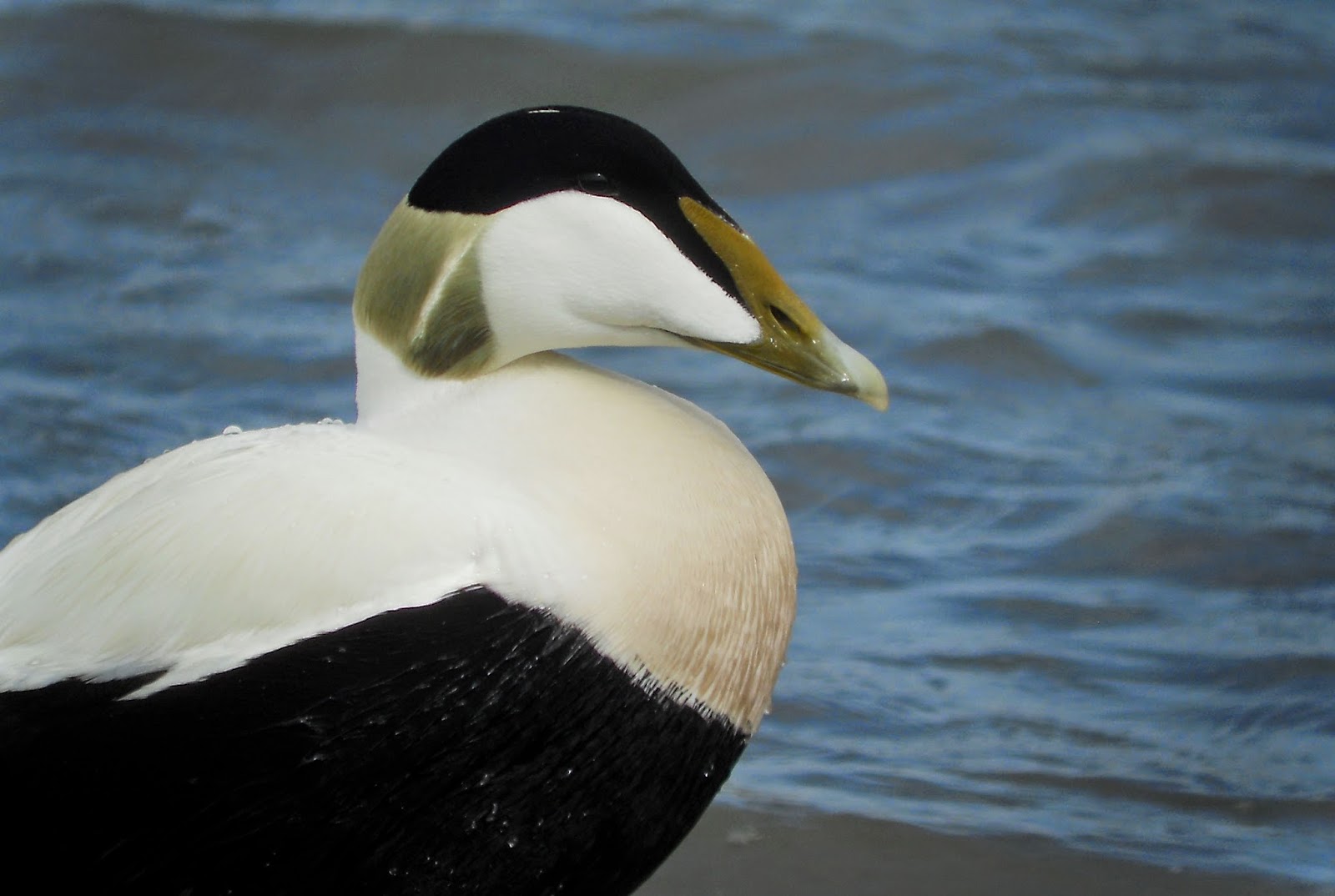 Birding North Wales and beyond King Eider in Aberdeenshire