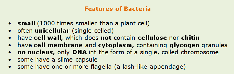 Biological Features Of Bacteria And The Human