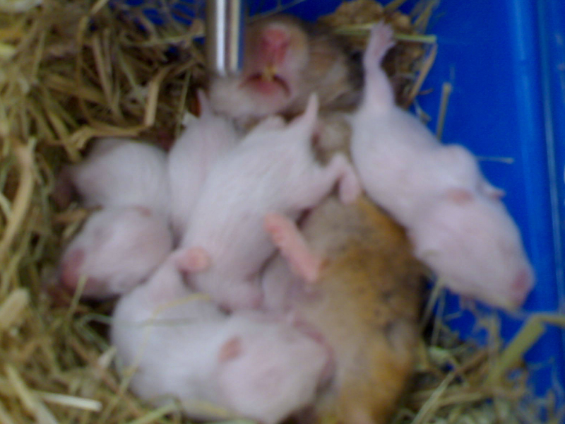 Cara Merawat Bayi dan Anak Hamster yang Baik