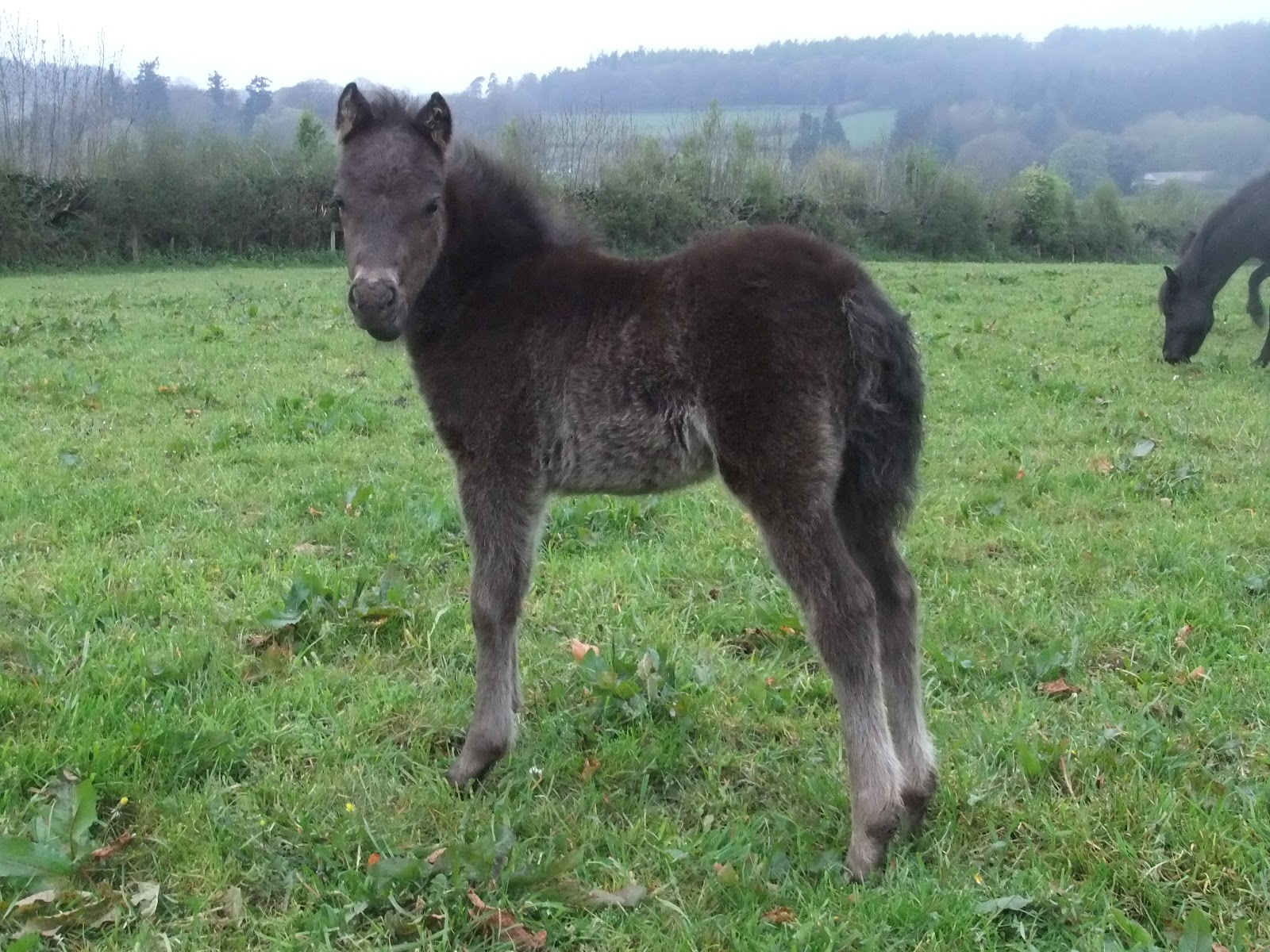 Blackator Dartmoor Ponies The Dartmoor Pony Drift and Foals