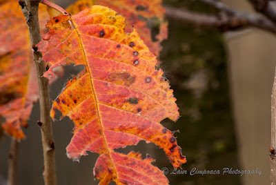 Toamna-Autumn-Herbst-Otoño-Toamna-Φθινόπωρο-Ősz