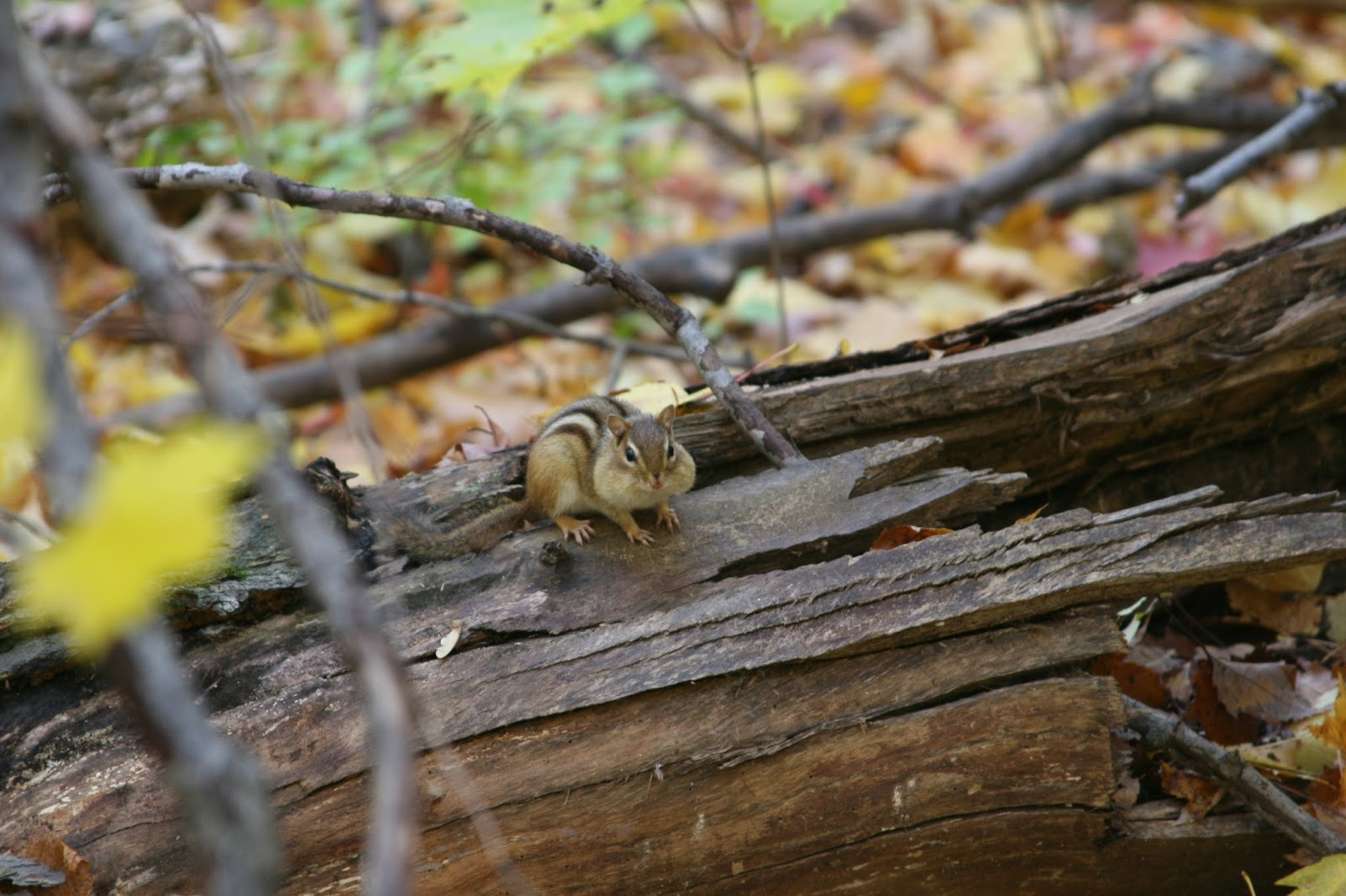 Isabella Conservation District Environmental Education Program Native