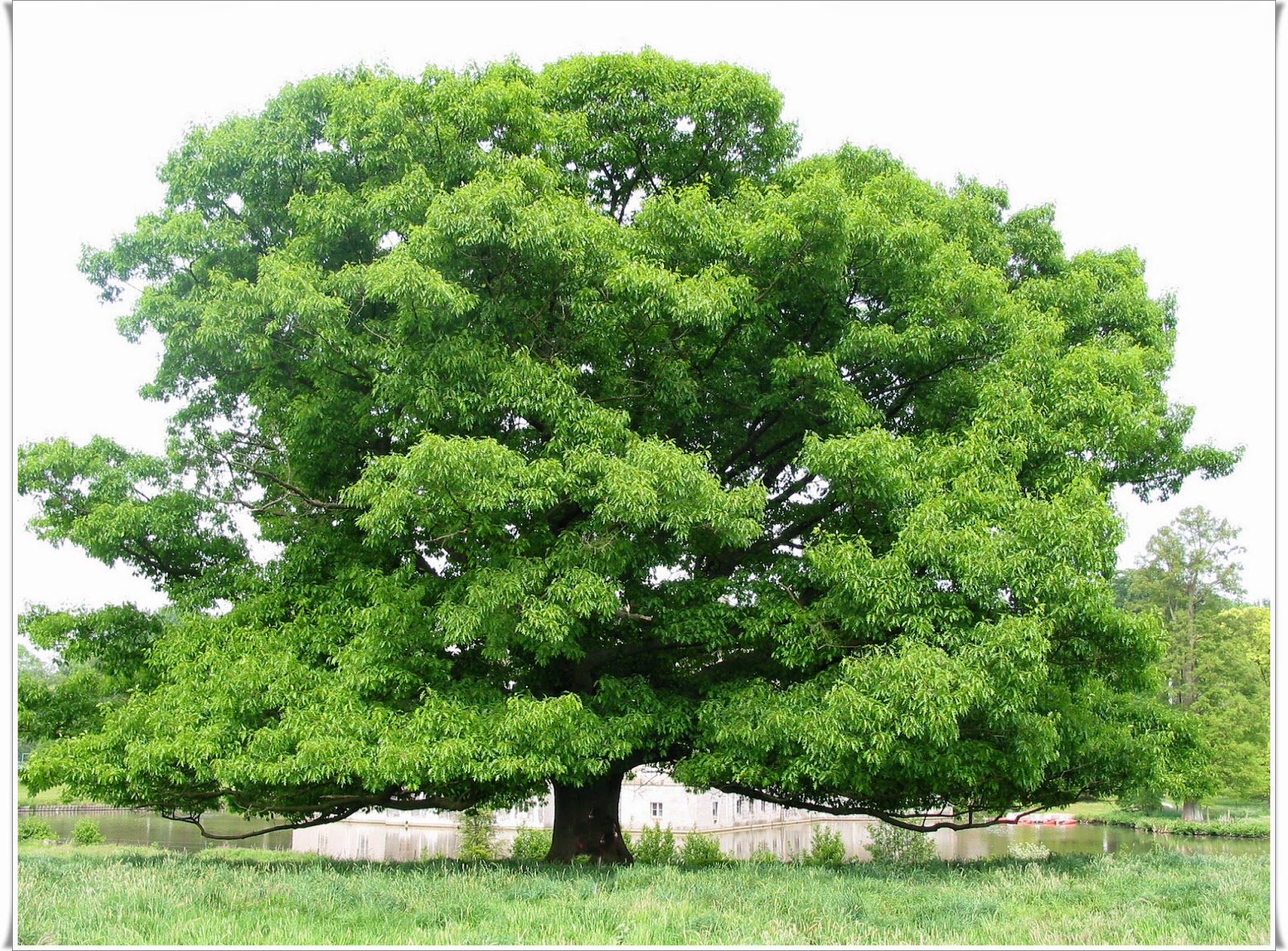 Ruyada Mese Agaci Gormek Ruya Tabirleri Kahve Fali Yasam