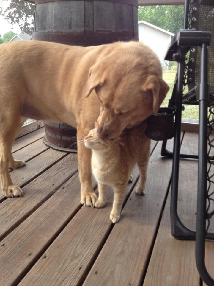 Cats and dogs get along (35 pics) Amazing Creatures