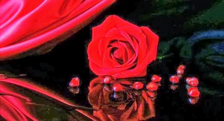 Flowers Images Wallpapers Hot Red Roses Flowers Images Cheap Rose Flowers Pic Online
