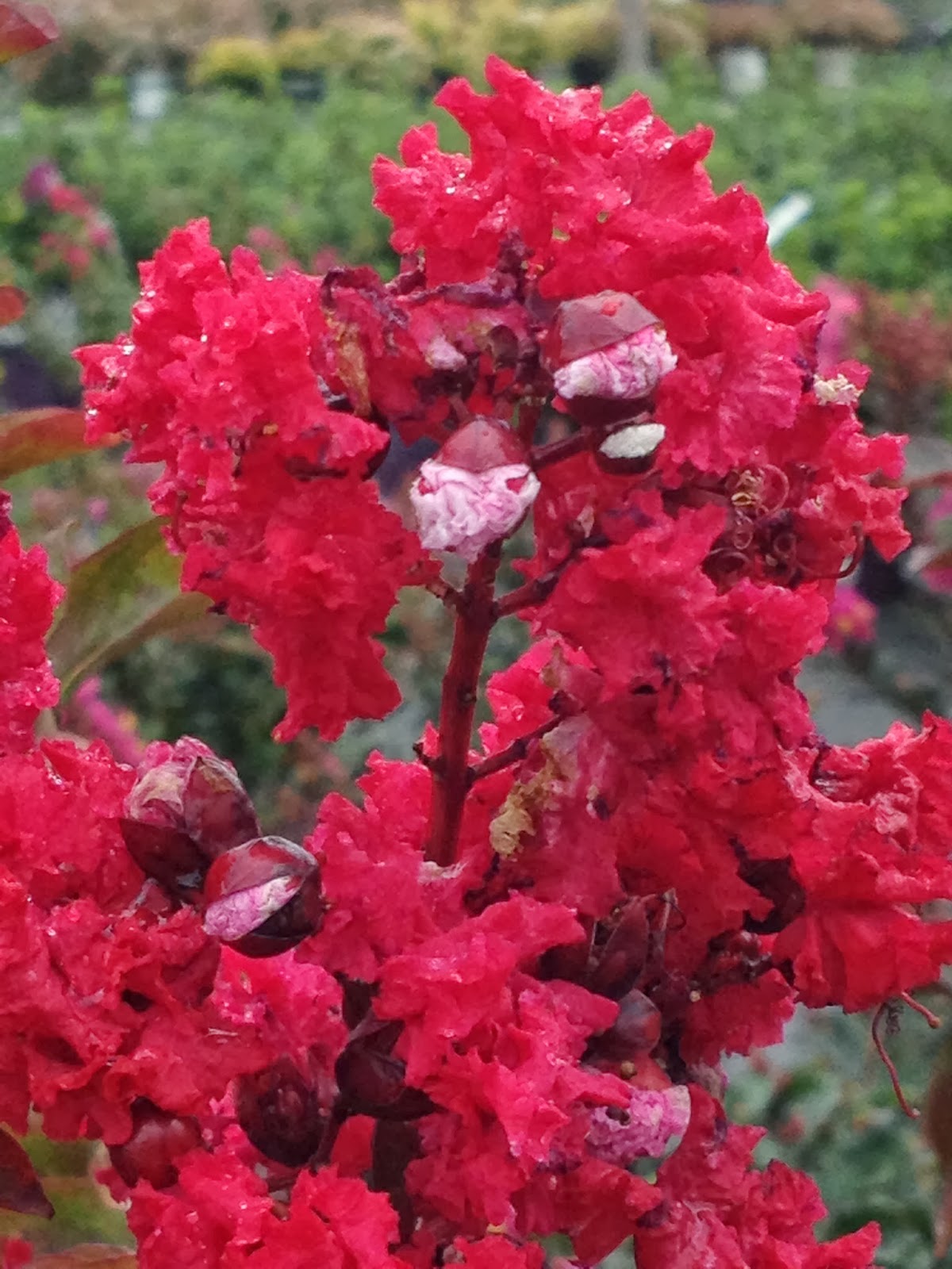 Future Plants By Randy Stewart Abelia