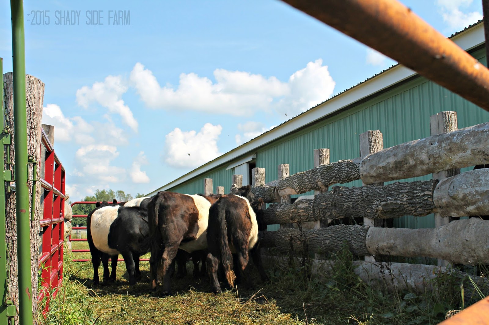 Farming in the shade Sorting Cattle The Importance of the Right Equipment
