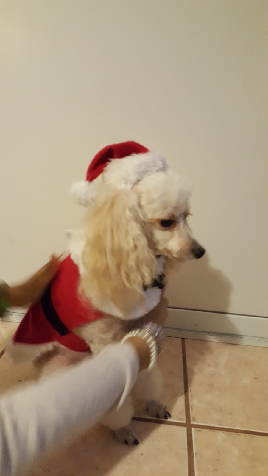 Ninerias Pookie Santa Claus