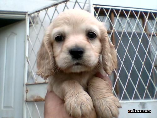 Cachorros+cocker