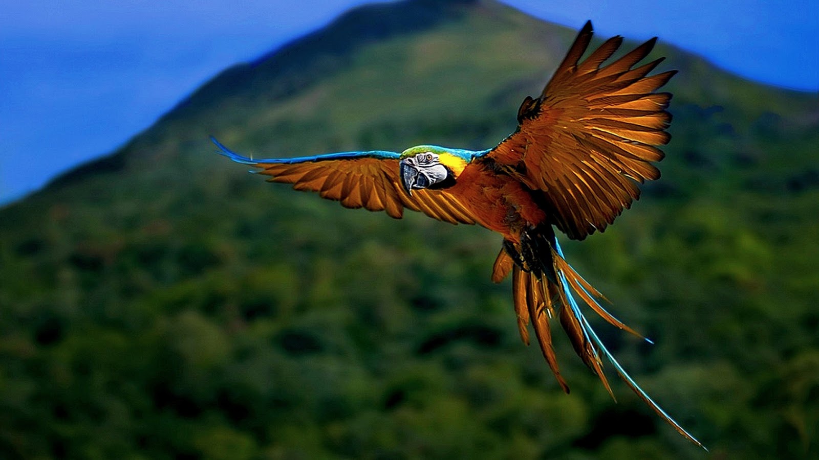 Macaw Parrot HD Wallpapers (High Definition) Free Background