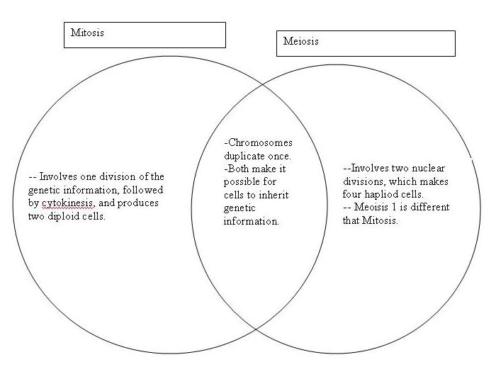 Meiosis And Mitosis Venn Diagram Worksheet - Solved Mitosis Vs Meiosis ...