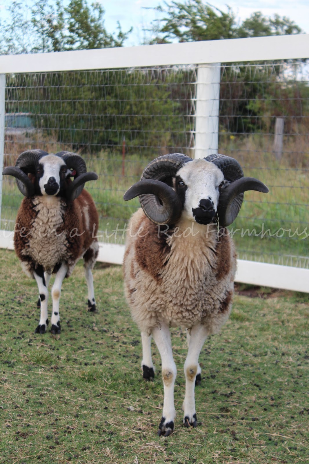 Sheep Breeding Season
