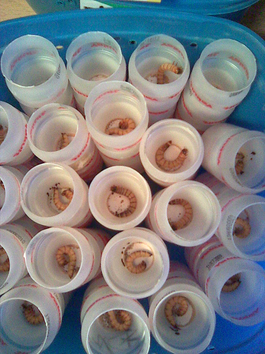 phoenix-worms-for-bearded-dragon5 phoenix-worms-for-bearded-dragon5