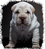 Raça Shar Pei Cachorros para apartamento