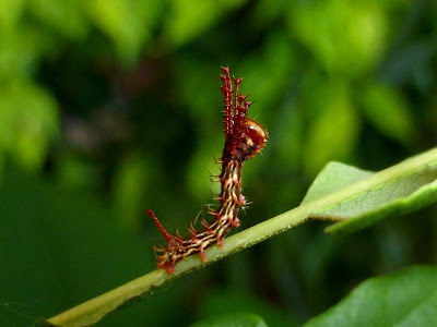 Adeloneivaia jason caterpillar Adeloneivaia jason caterpillar