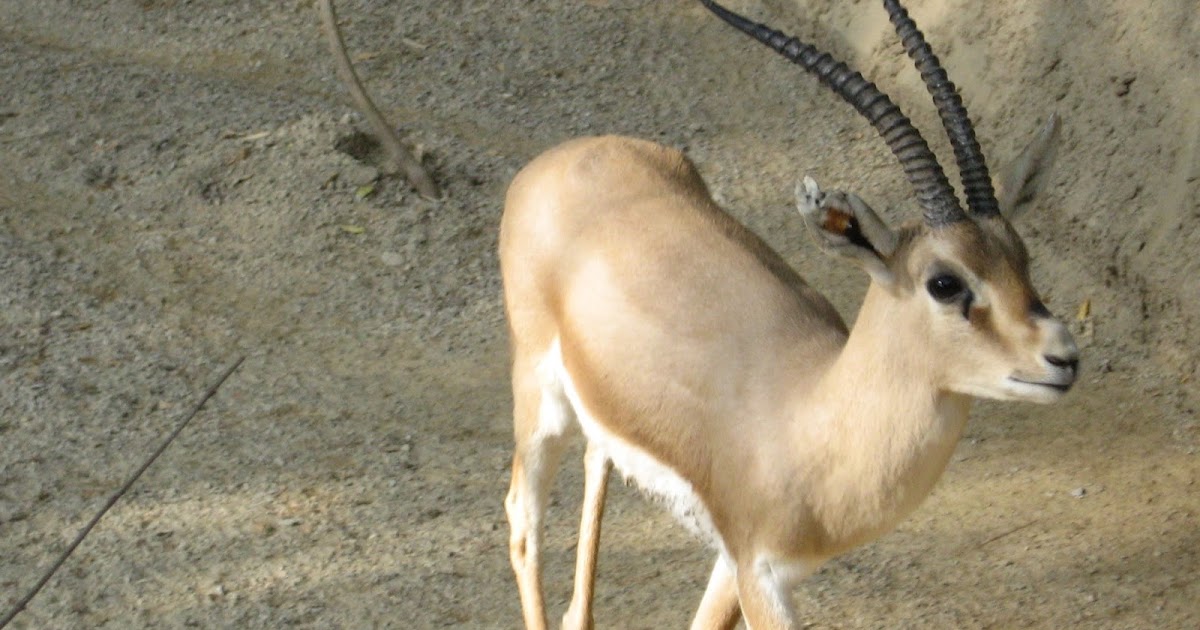 Abe's Animals: Japanese extinct animals that their names begin with J