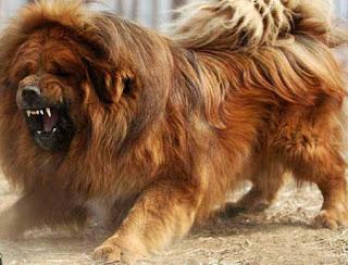 Tibetan mastiff Fully grownup tibetan mastiff