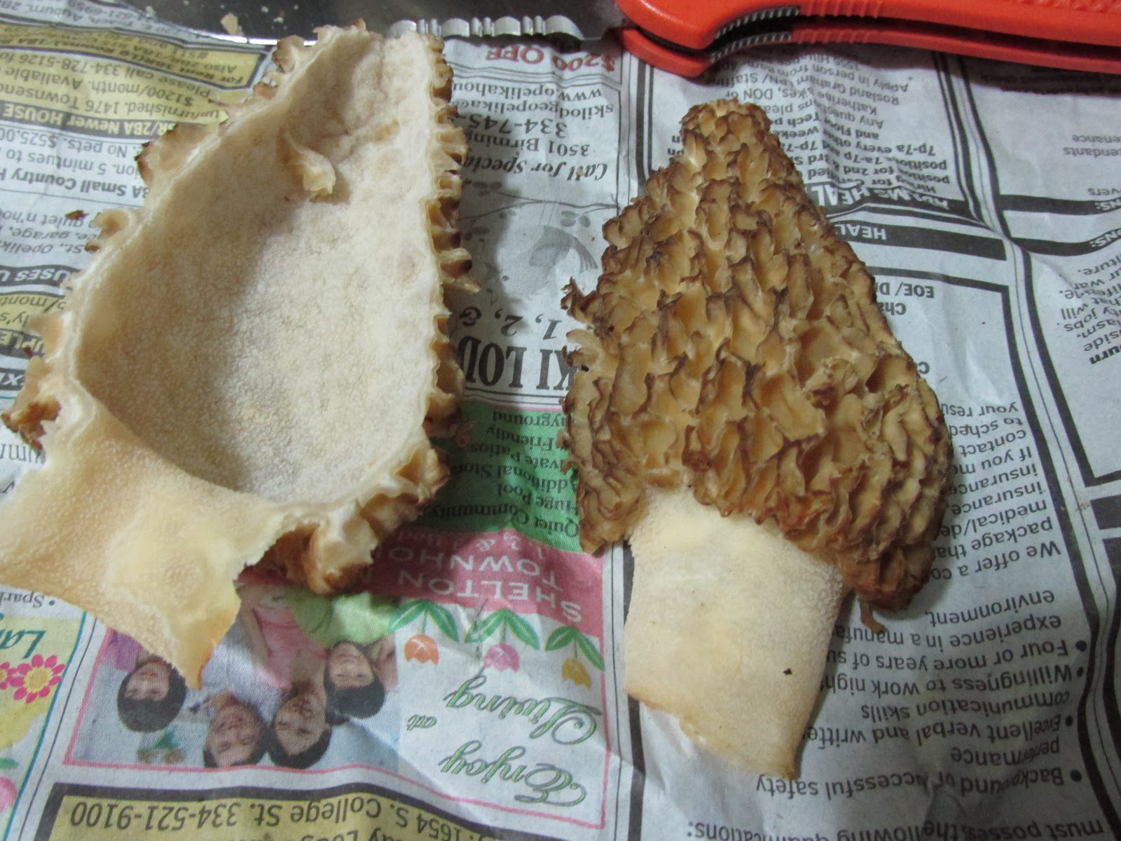 Beer, Banjos, Boats, and Biology Morels Do Exist Near Auburn Alabama!