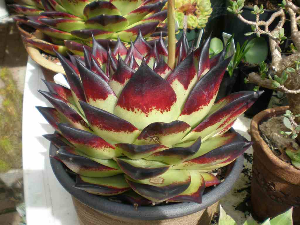 PlantWerkz Crested Molded Wax Agave Echeveria Agavoides