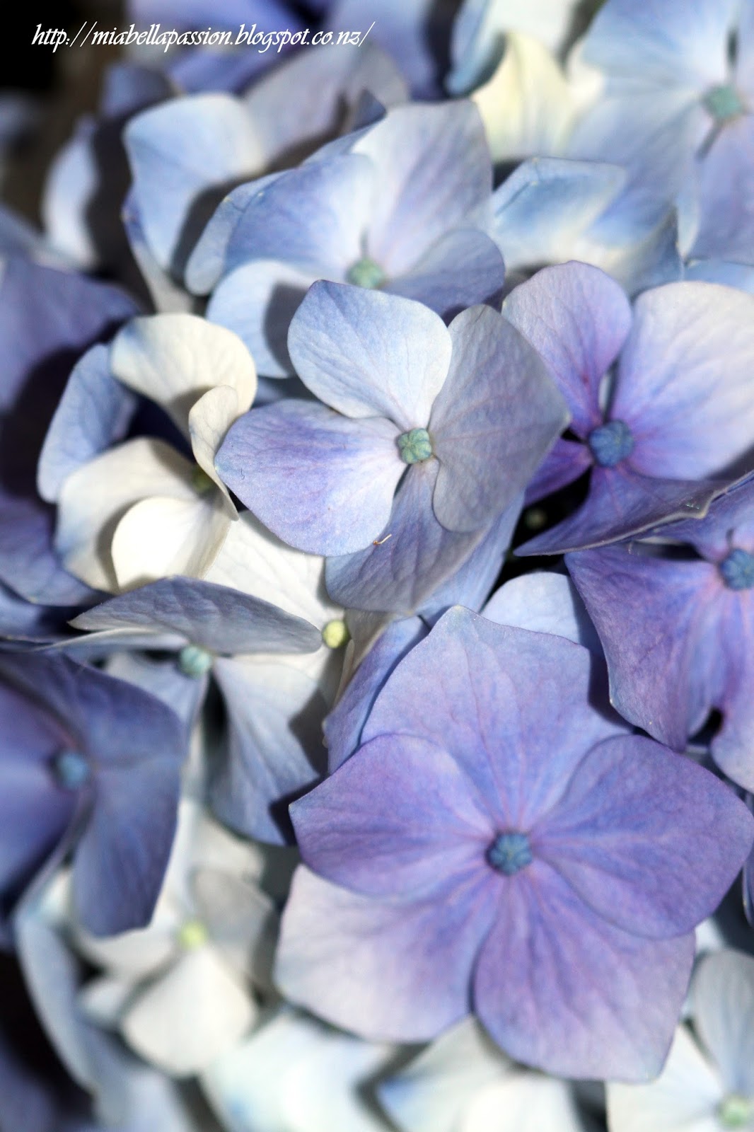Mia Bella Passions HOW TO STOP Hydrangeas Wilting As A Cut Flower...