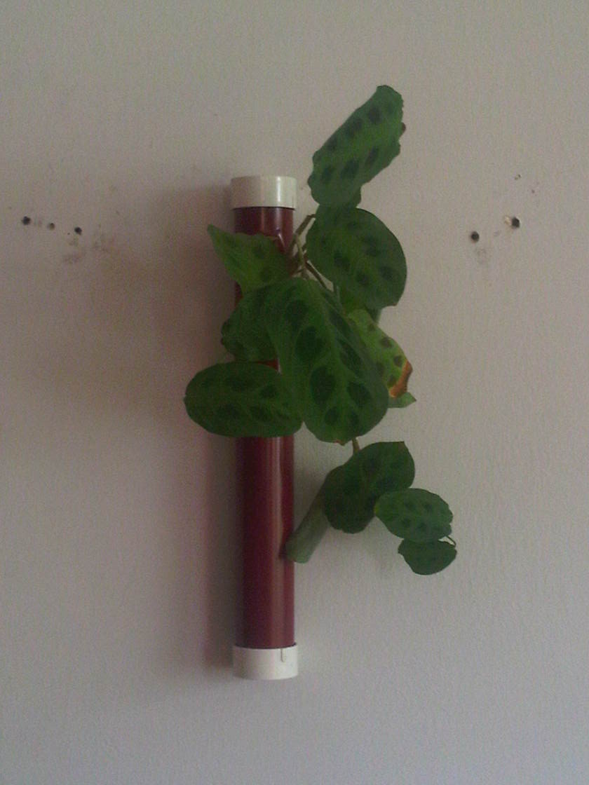 mundo verde y vertical: Antorchas verdes 32 cm una planta de variados