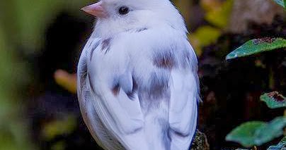 Leucistic Dark-eyed Junco ~ Photos Hub