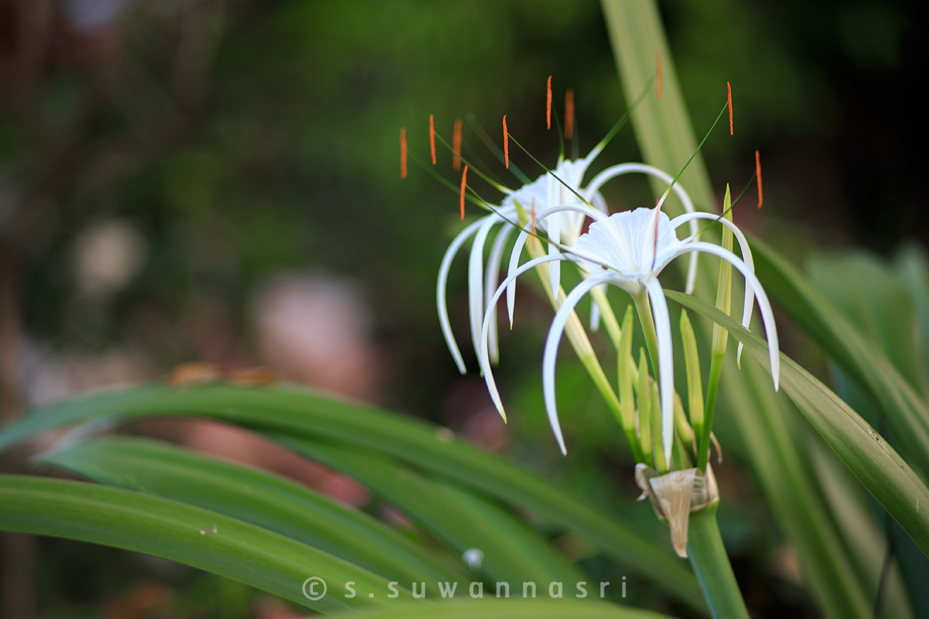 Vivitar 135 2.8