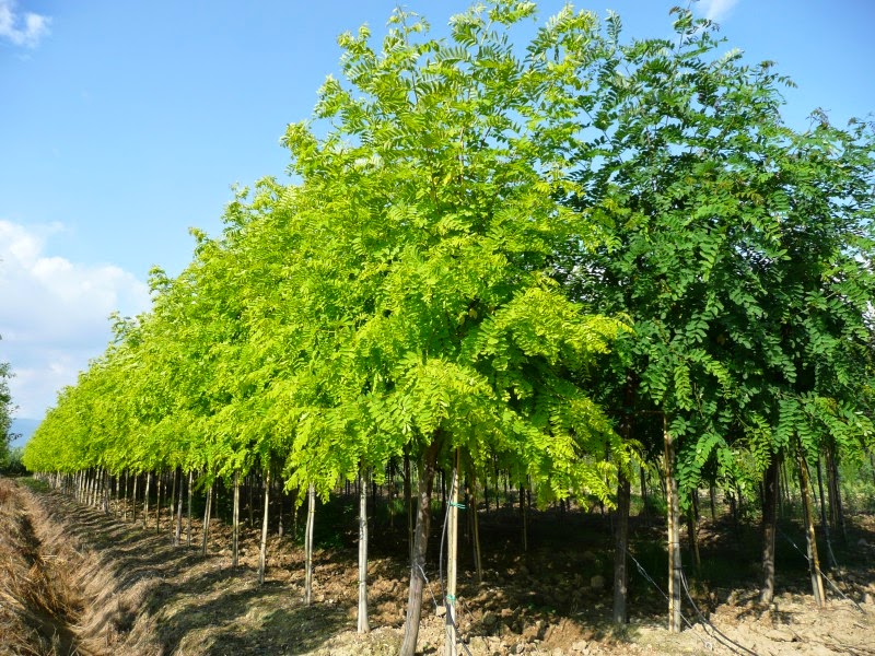 Pulitissima: LA ROBINIA Pulitissima: LA ROBINIA