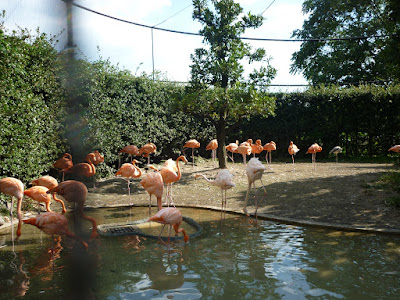 fenikopteroj ĉe la bestoĝardeno de Ueno