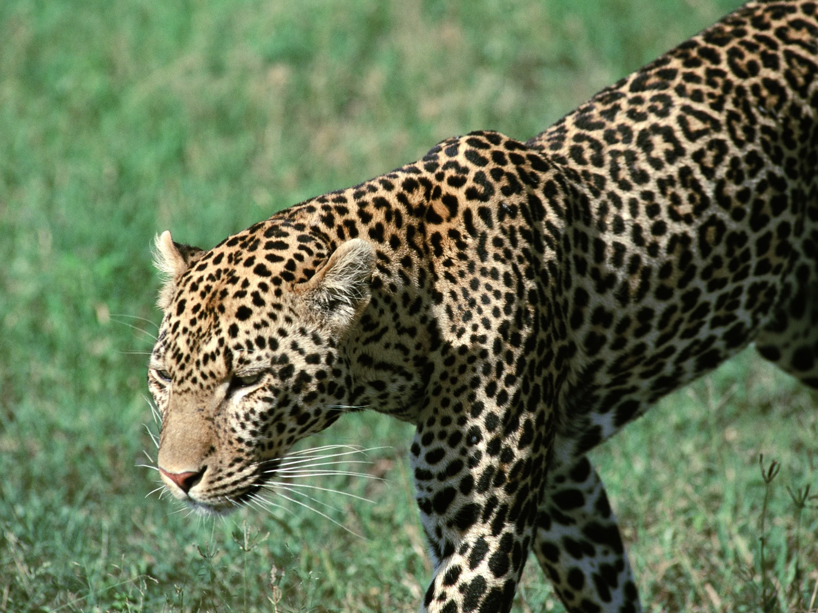 Encyclopaedia of Babies of Beautiful Wild Animals: Leopards amazing