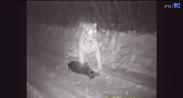 Video Harimau Ganas Milik Presiden Rusia Baham Anjing item-thumbnail