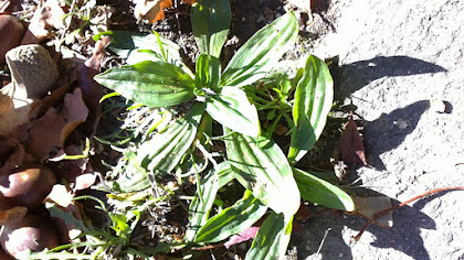 Língua de Ovelha - Plantago lanceolata.