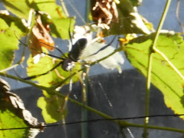 ARAÑA TEJIENDO SU TELA