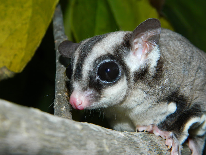 Black Beauty Sugar Glider