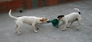 A good old-fashioned tug of war A good old-fashioned tug of war