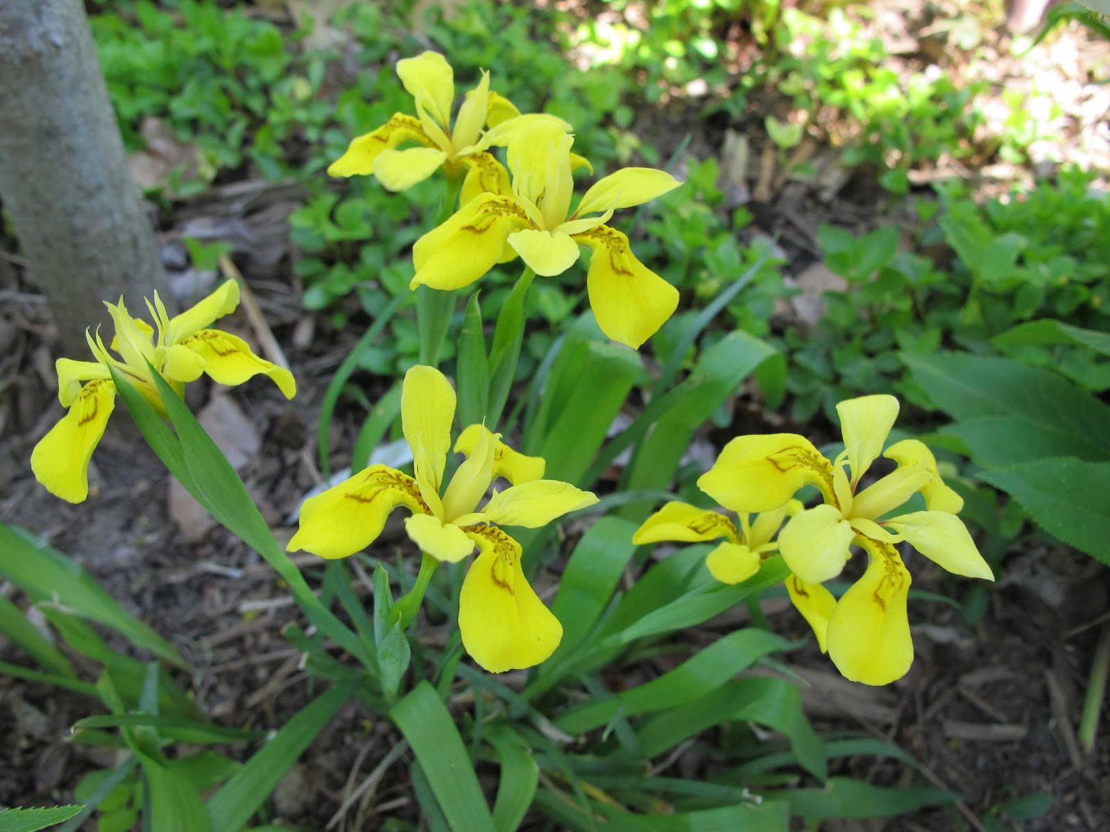 World of Irises The Korean Iris by Jim Murrain