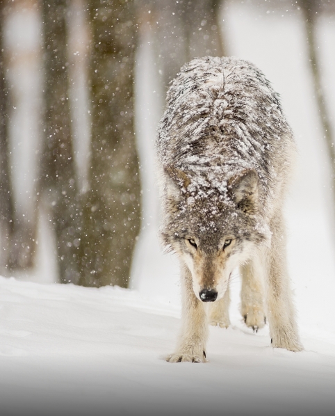 White Wolf : Fascinating Wildlife Pictures of Maxime Riendeau Will Take