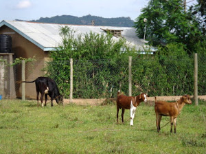 View of Our House