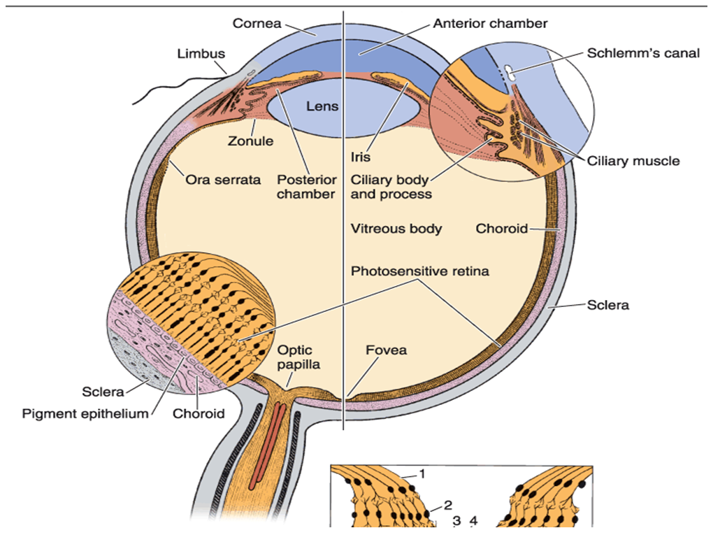 MBBS Medicine (Humanity First) Eye histology