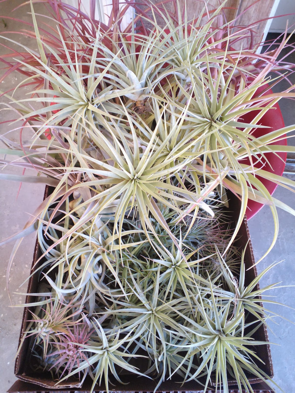 Moore's Greenhouses, Inc. Apopka, Florida Tillandsia assorted sizes