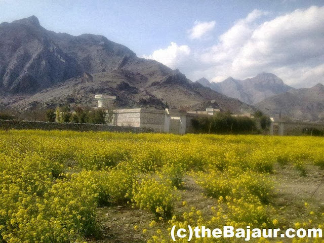 bajaur bajaur
